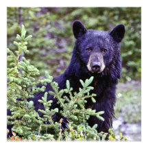 The Black Bear Stare Photographic Print