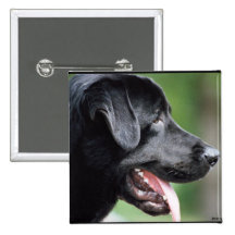 The Black Labrador Buttons