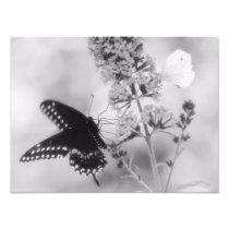 The Black One & The White One Butterfly Photograph
