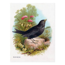 "The Blackbird" Post Card