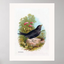 "The Blackbird" Poster