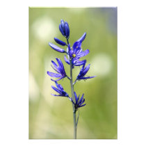 The blossom of a camas lily in Valley County,