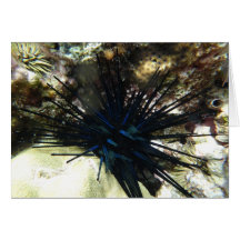 The Blue and Black Sea Urchin Card