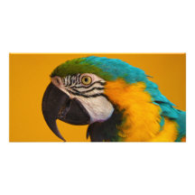 The Blue and Yellow Macaw Ara Ararauna Parrot Bird Photo Card Template