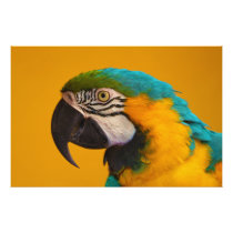 The Blue and Yellow Macaw Ara Ararauna Parrot Bird Photographic Print