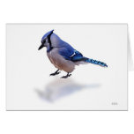 The Blue Jay Cards