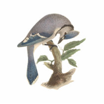 The Blue Jay	(Garrulus cristatus)