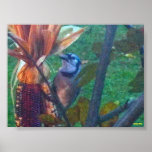 The Blue Jay posters