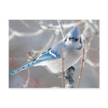 The Bluejay 1 Post Card