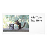 "The Boss" Squirrel photo cards