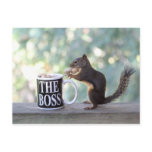 "The Boss" Squirrel postcards