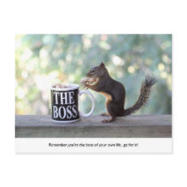 "The Boss" Squirrel Post Cards