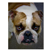 the bulldog postcard