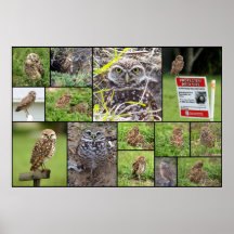 The Burrowing Owls Collage Posters