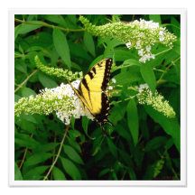 The Butterfly Bush & the Swallowtail Art Photo