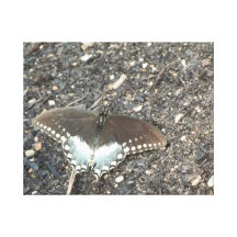 The Butterfly Stretched Canvas Prints
