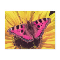 The Butterfly is a Flying Flower