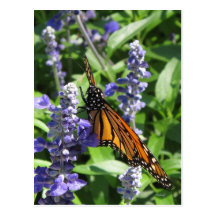 The Butterfly...Mini Callendar Post Cards