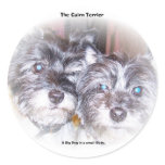 The Cairn Terrier - big dog in a small dog's body stickers