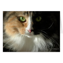 The Cat's Eyes Cards cards
