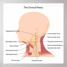 The cervical plexus Poster