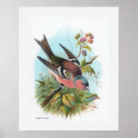 "The Chaffinch" Posters