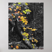 The colour of Fall Posters