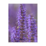 The Colour of Summer Floral Postcard