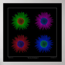 The Colour of Sunflowers II - On Black Print