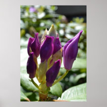 The Colour Purple Posters