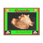 The Conch Shell Post Card