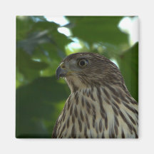 The Cooper's Hawk Fridge Magnets