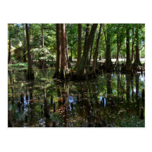 The Cypress Trees 2 Post Card