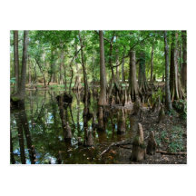 The Cypress Trees Postcard