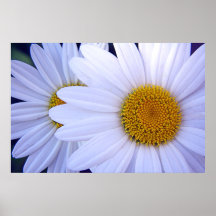 The Daisies - 20x30 Print