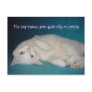 The Dog Trainer Gets Quite Silly on Catnip