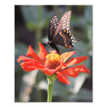The Dramatic One Butterfly Photograph
