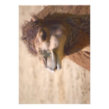 The dromedary camel - Invitation