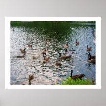 THE DUCKS poster