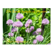 THE EARTH LAUGHS IN FLOWERS - CHIVES POST CARD