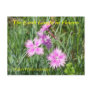 THE EARTH LAUGHS IN FLOWERS - DIANTHUS POST CARD