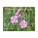 THE EARTH LAUGHS IN FLOWERS - DIANTHUS postcards