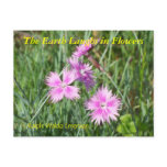 THE EARTH LAUGHS IN FLOWERS - DIANTHUS postcards