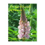 THE EARTH LAUGHS IN FLOWERS - RED LUPIN POSTCARDS
