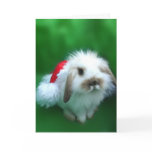 The Easter, Umm, Christmas Bunny