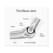 The elbow joint stretched canvas print