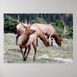 The Elks Club Print
