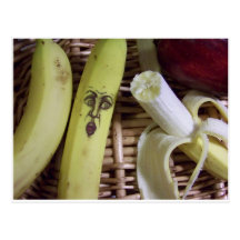 the end of the fruit basket post card