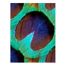 The Eye of The Peacock Postcard