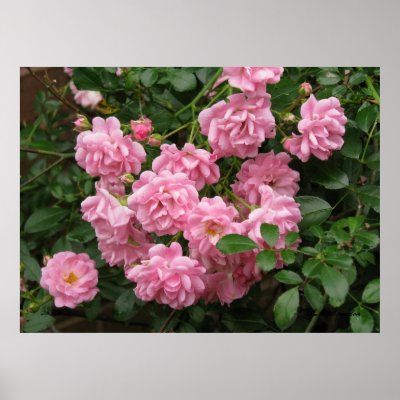 The Fairy Rose Print by naturegirl7